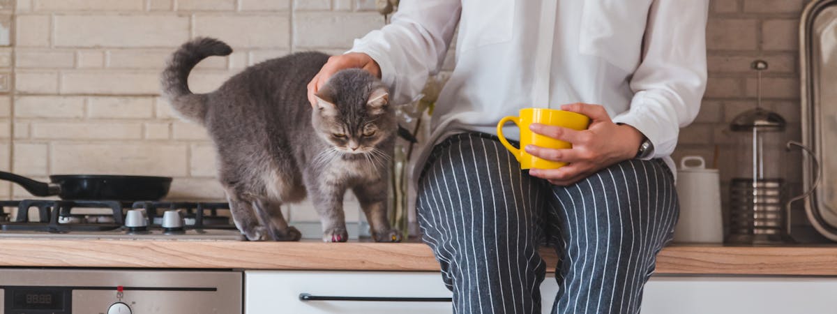 Woman sitting on the kitchen counter, stroking a cat