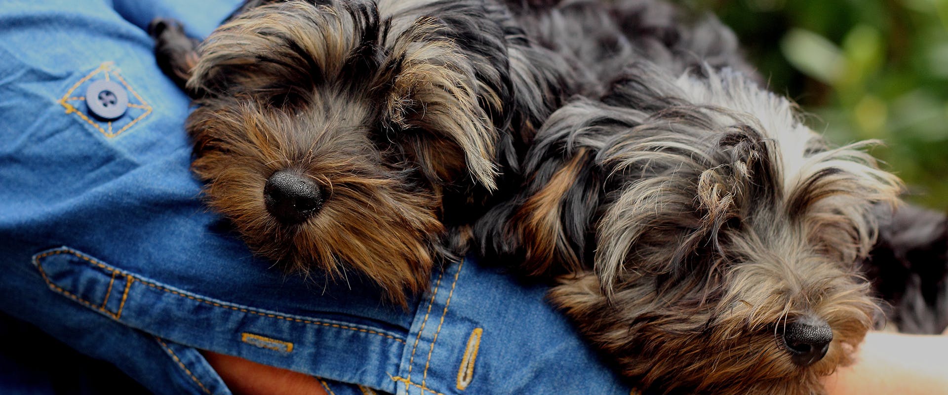 A person wearing a denim jacket holding two sleeping Yorkiepoo puppies in their arms