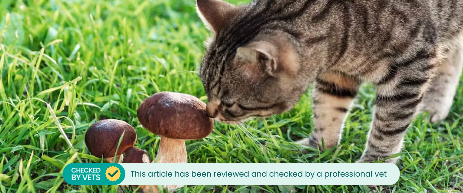 Cat sniffing mushroom