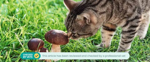 Cat sniffing mushroom