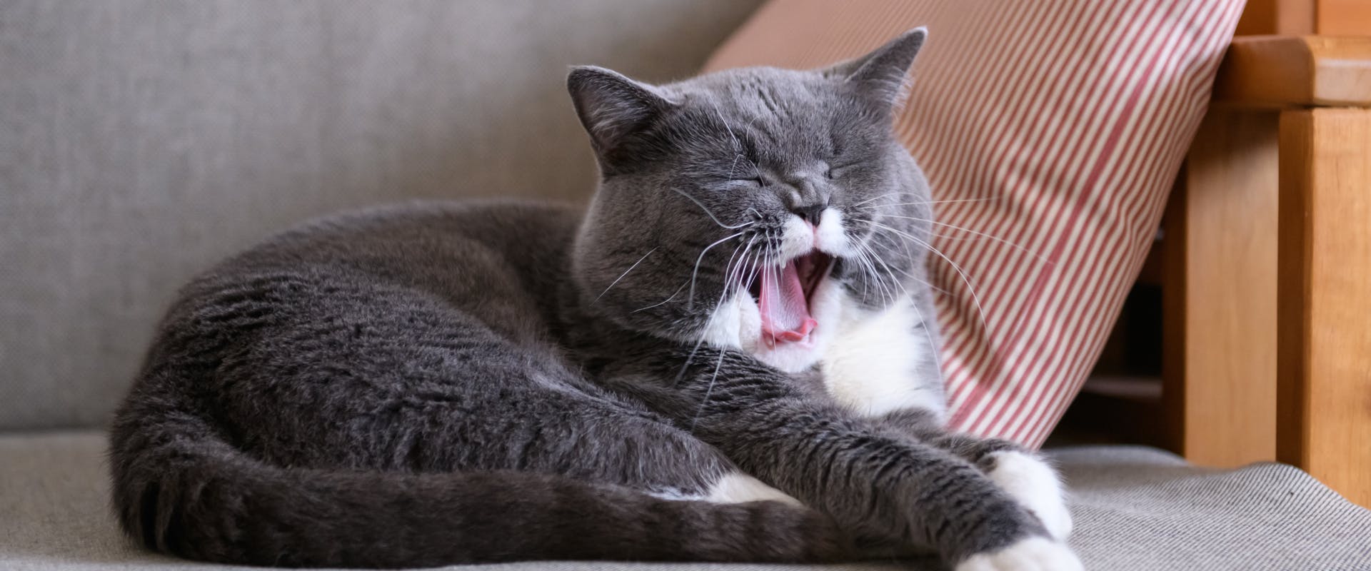 A cat yawns on the sofa. 