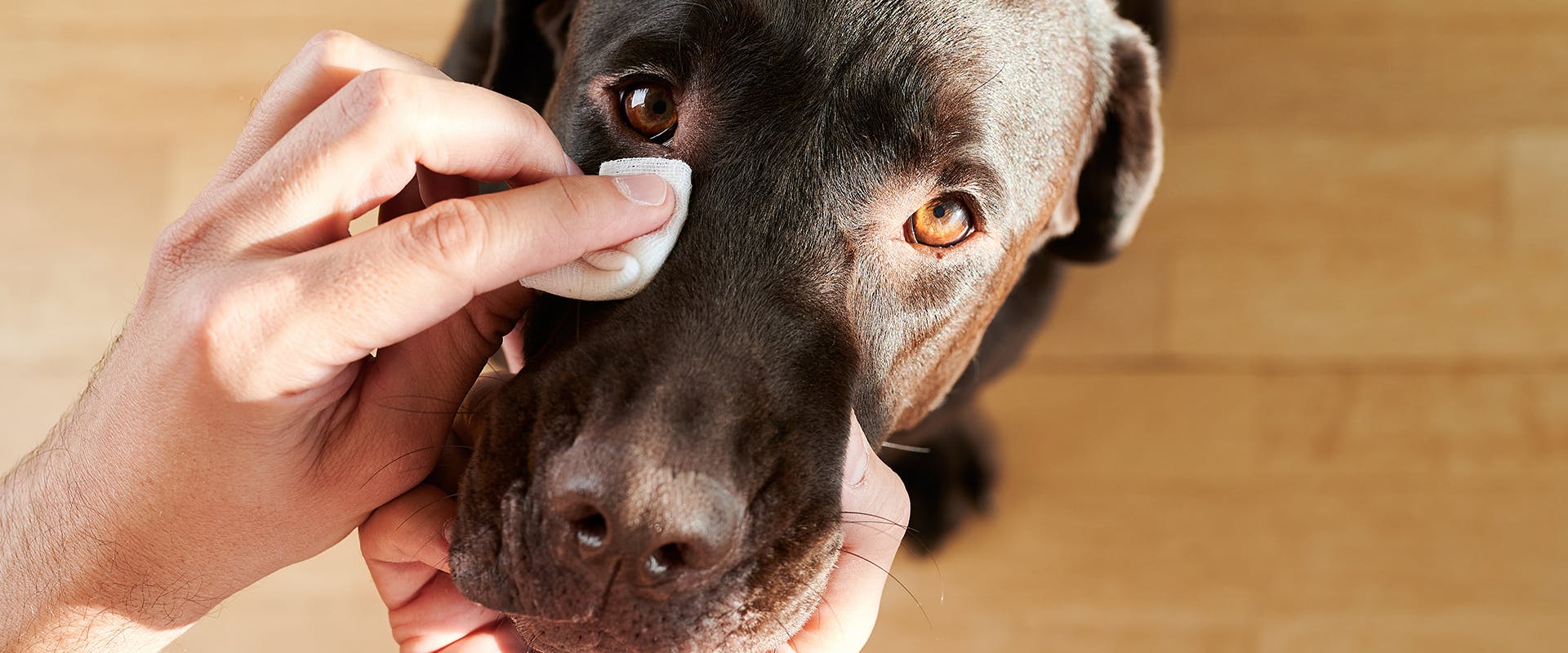 A hand cleaning a dog's eye with a cotton pad