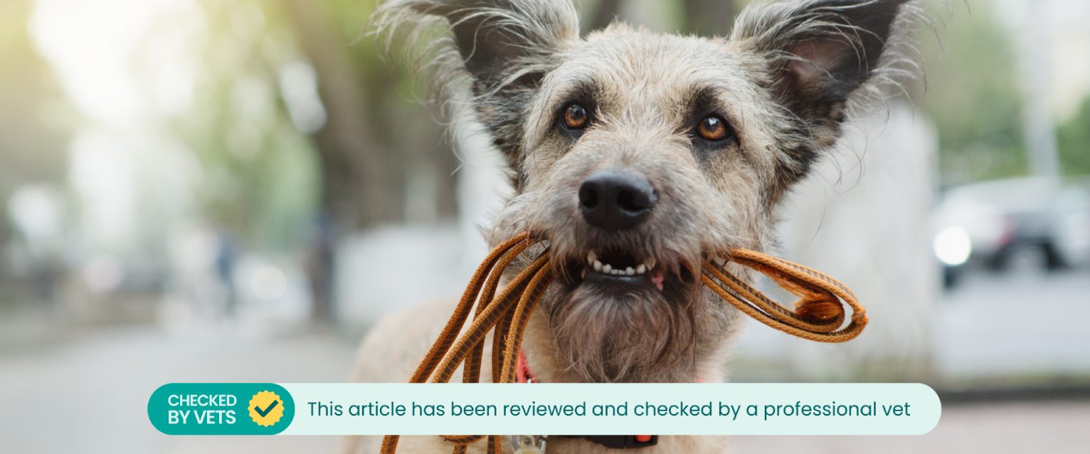 scruffy mutt wearing a red dog collar holding a led in its mouth