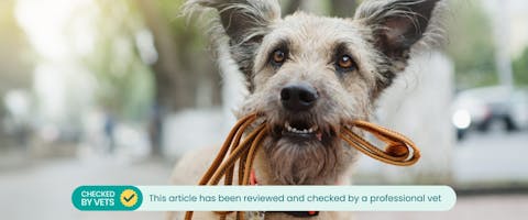 scruffy mutt wearing a red dog collar holding a led in its mouth