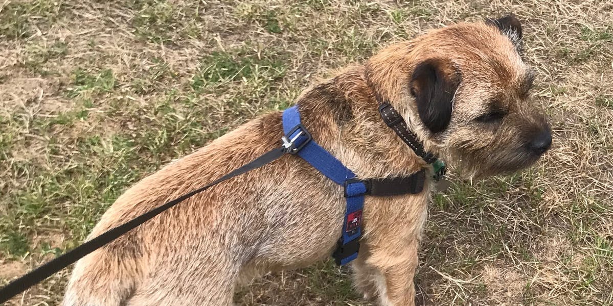 A dog on a lead, in a field
