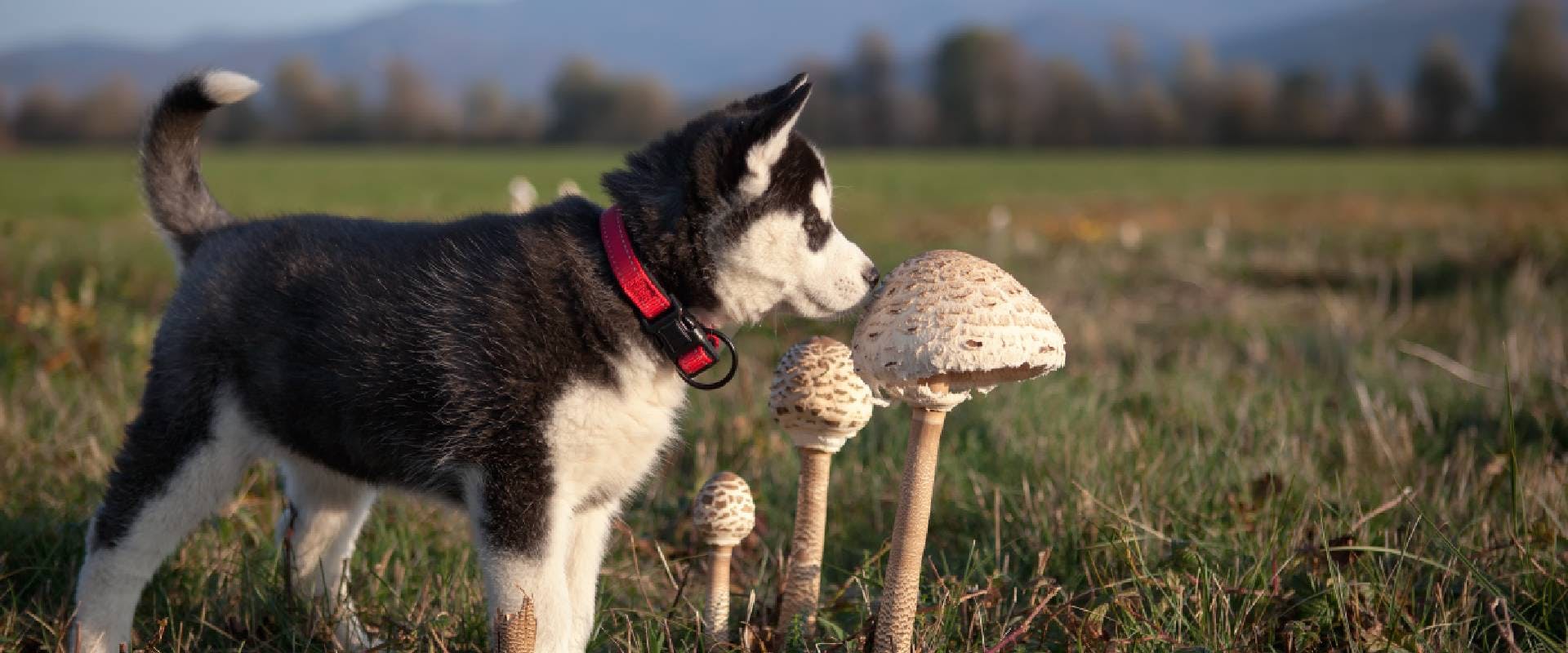 Husky puppy sniffing a mushroom