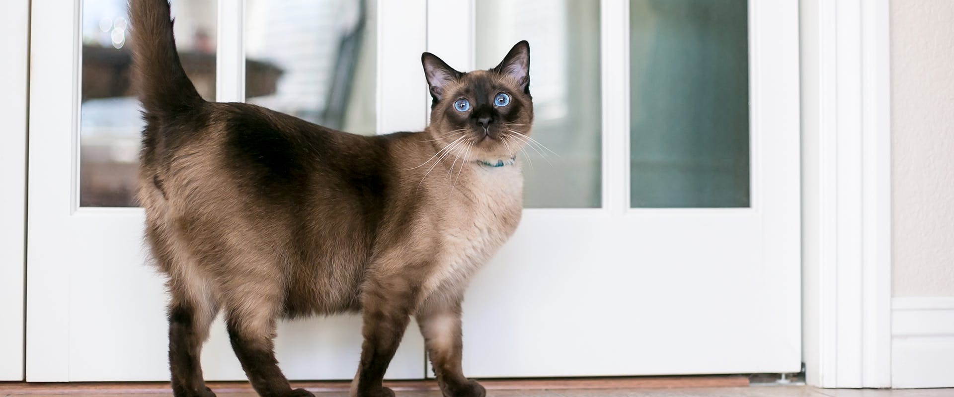 A Siamese cat standing in front of a door in a brightly lit home