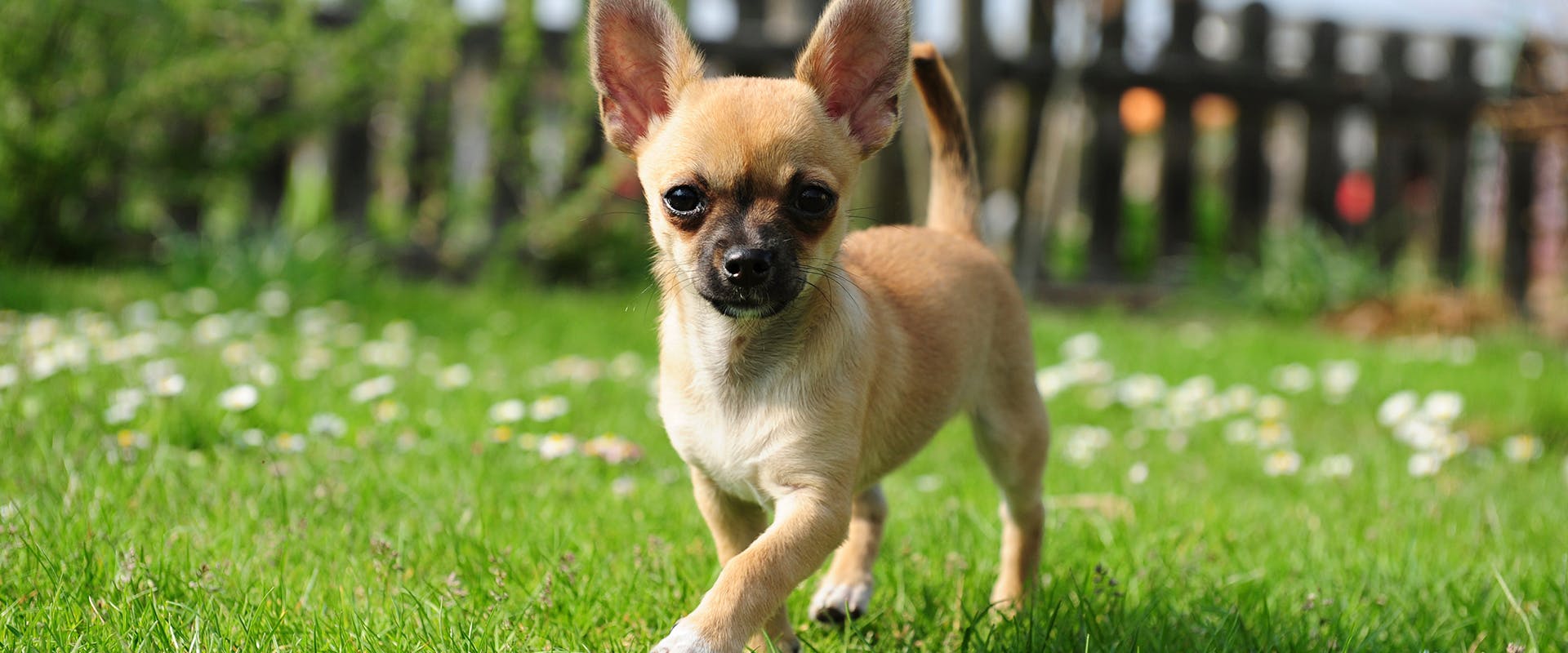 A sassy looking Chihuahua dog
