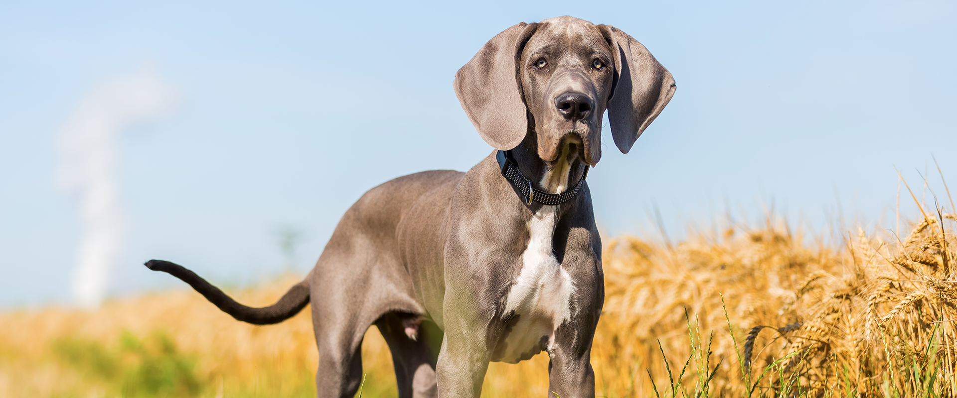 120 Popular Great Dane Names For Your Gentle Giant   D181cb5e 2611 44ff 9545 0cf2170d6ad9 Great Dane Name 