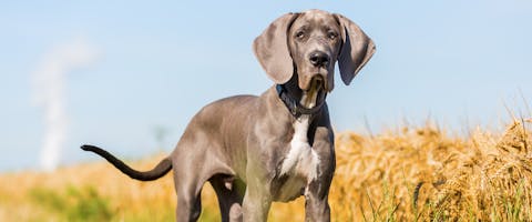 A Great Dane standing in a field
