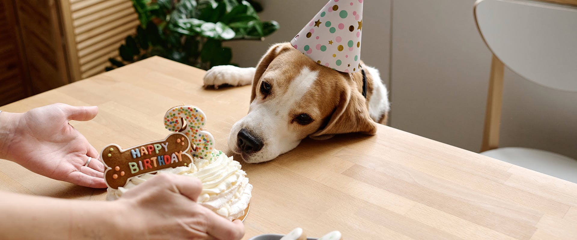 A Beagle dog wearing a part hat, being presented with a dog-friendly 'happy birthday' cake