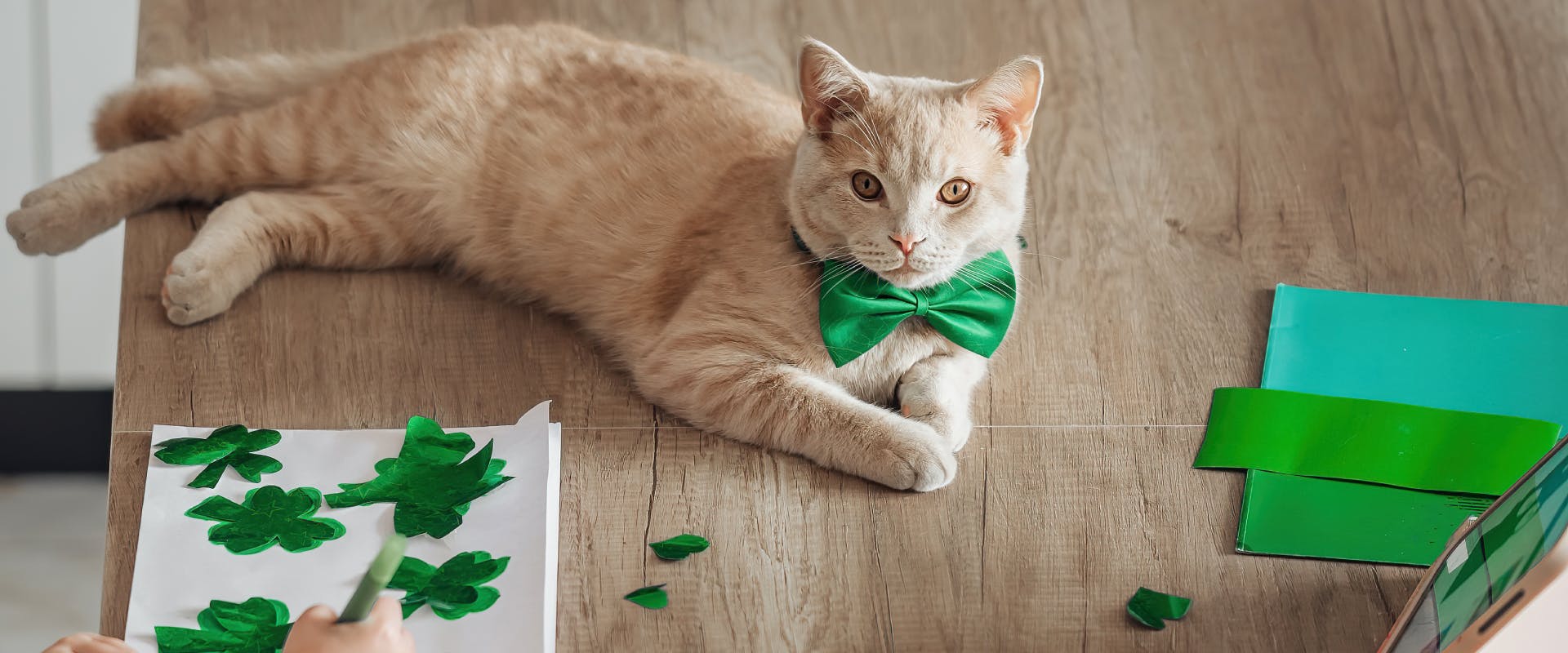 light ginger cat wearing a green bow tie next to paper cut of shamrocks