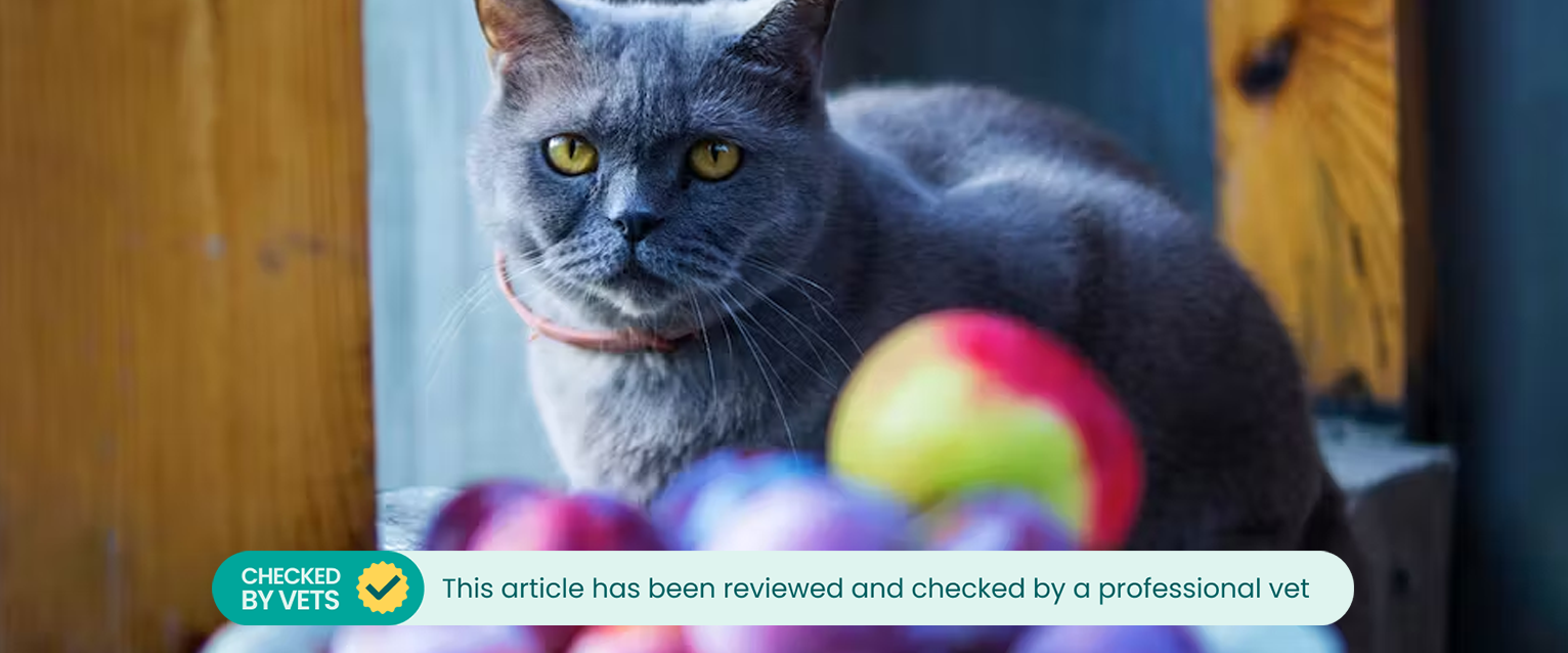 A cat sitting behind a fruit bowl full of plums