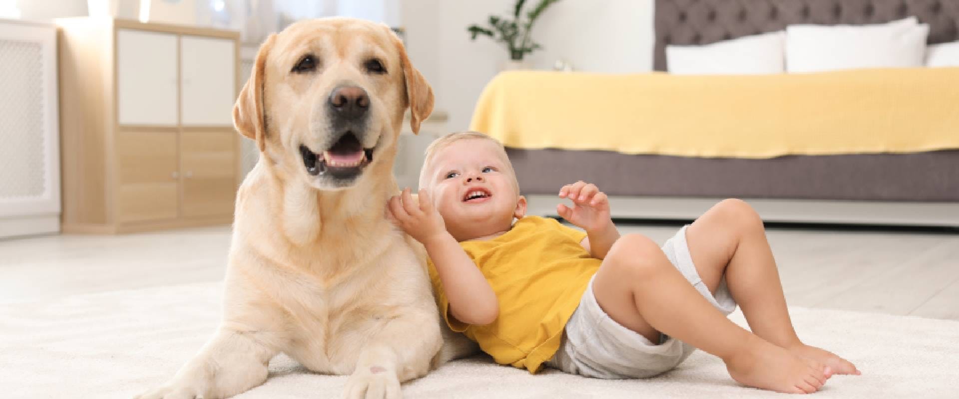 Toddler laying with a Labrador