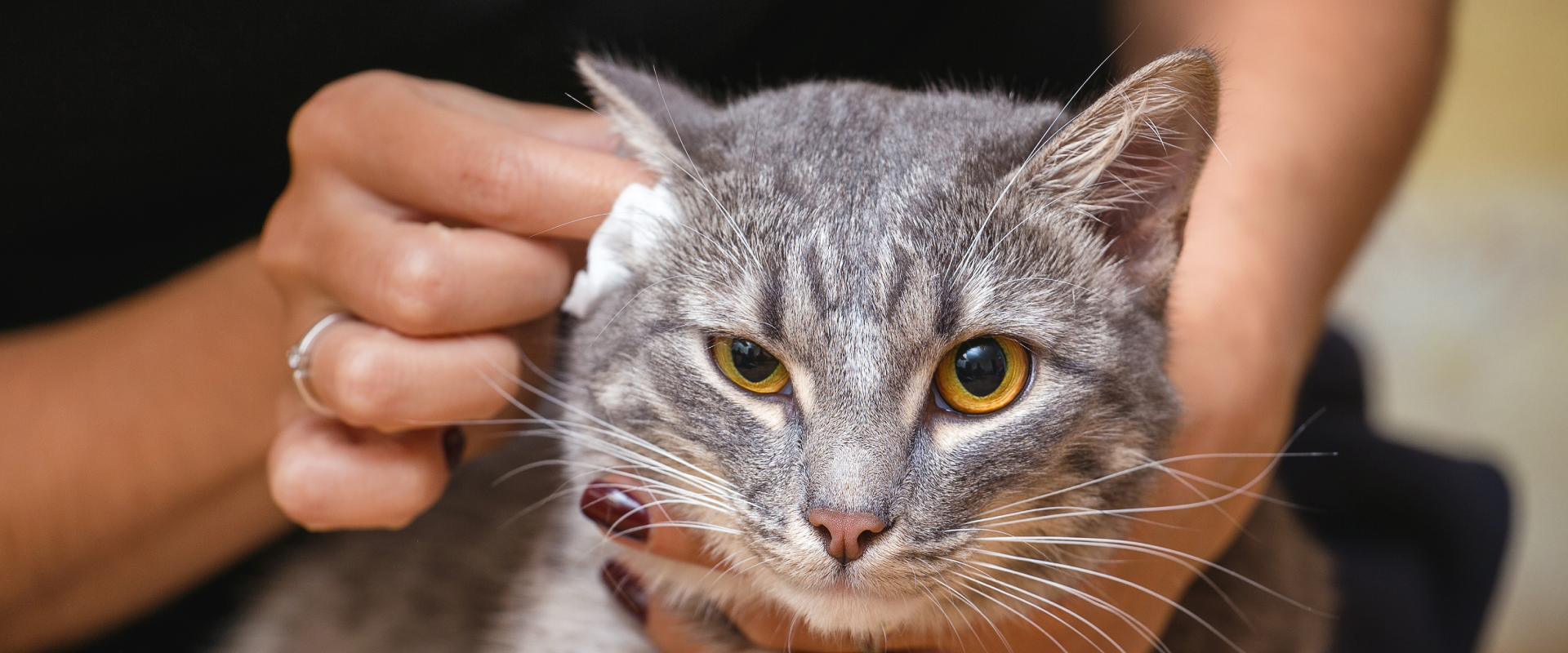 Why are my Cat's Ears Hot to the Touch?