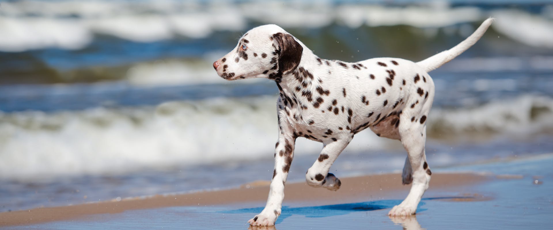 dalmatian puppy running on a beach