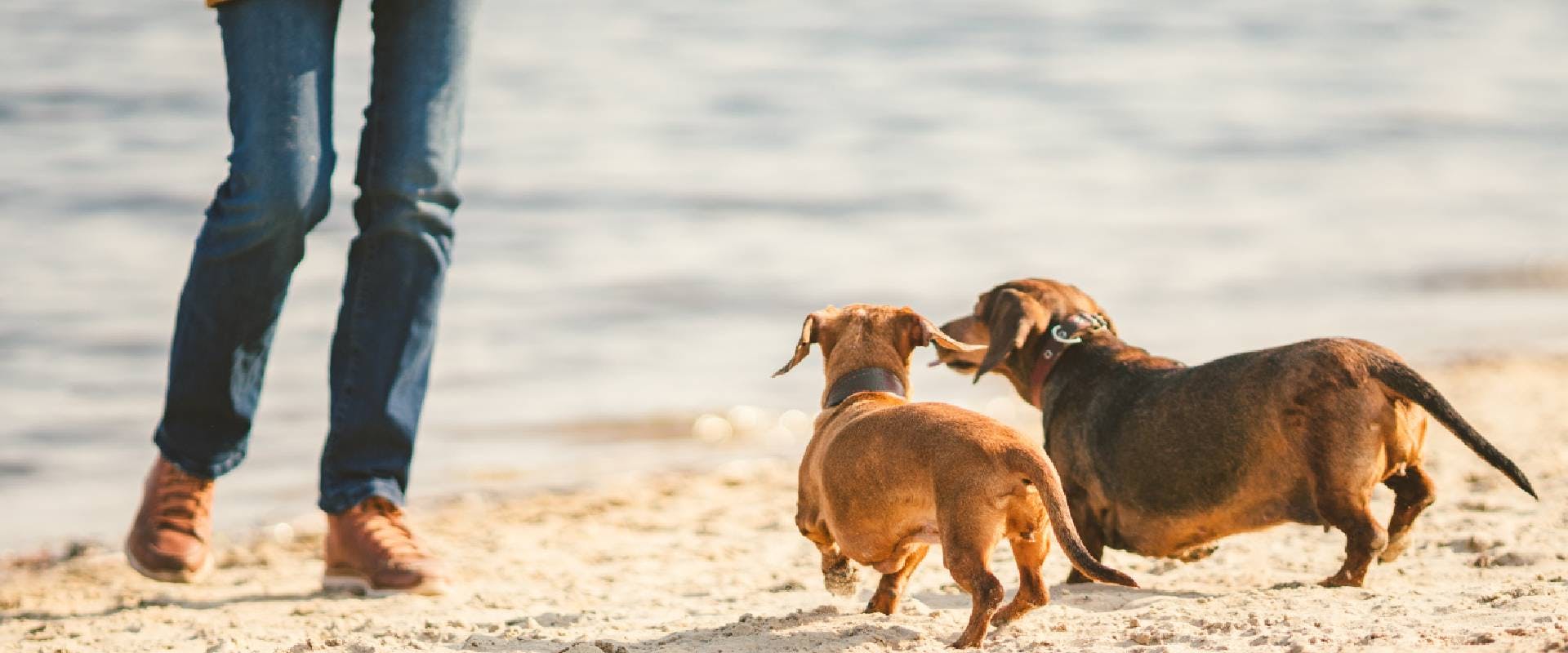 Two Dachshunds on the beach
