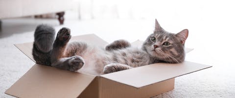 A cat lounging in a small cardboard box, its legs and tail poking out from one end