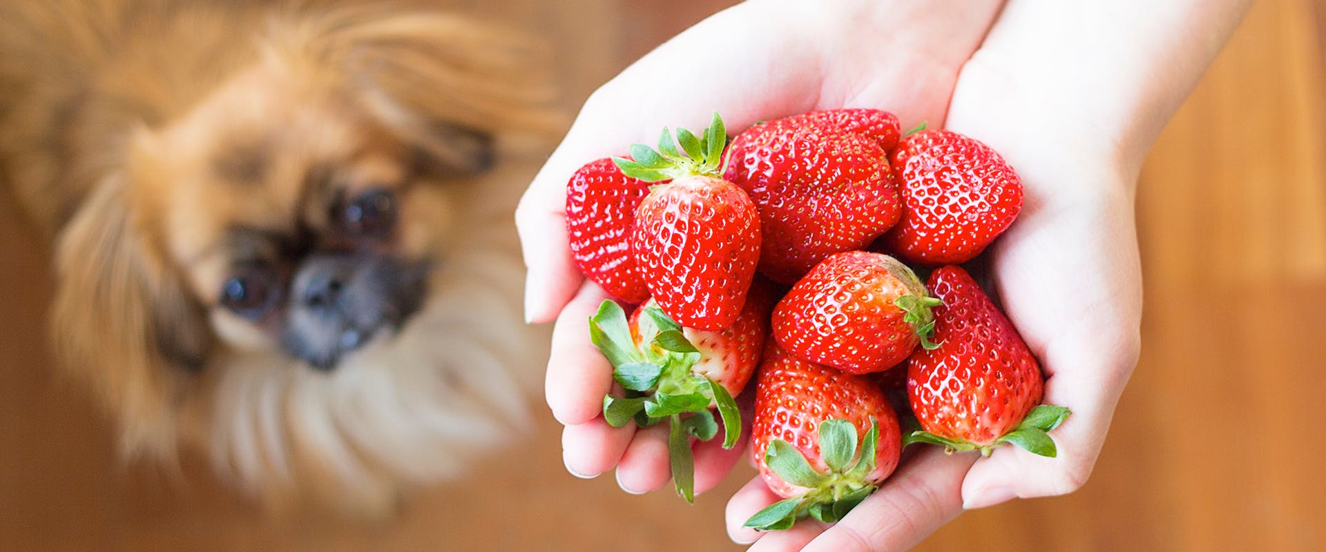 A person holding a handful of strawberries, in the background a dog sits waiting patiently