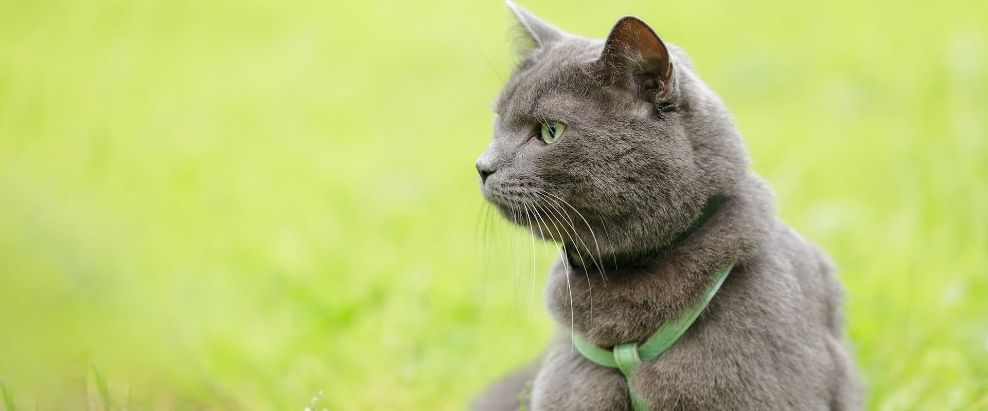 A fluffy grey cat wearing a green H-style cat harness