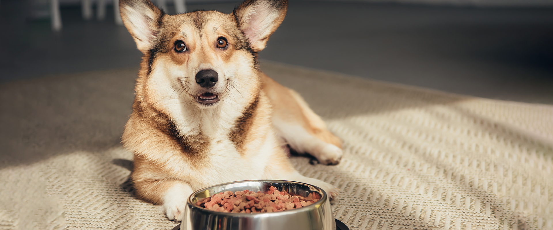 best puppy food for a corgi