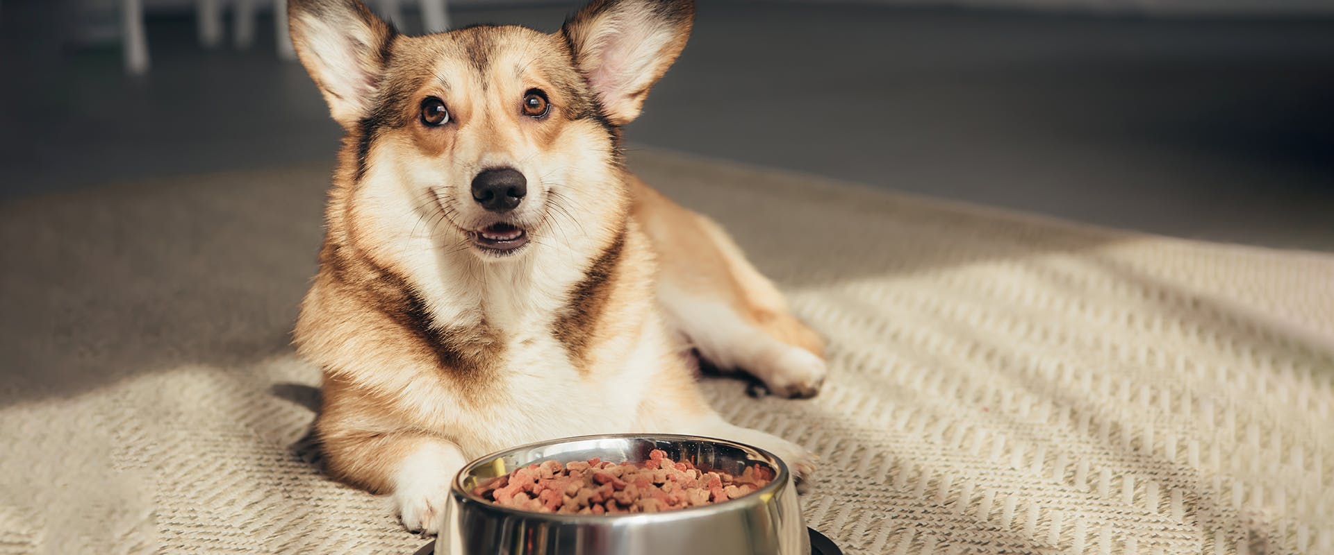 A Corgi dog sitting on the floor, a bowl of organic dog food in front of it