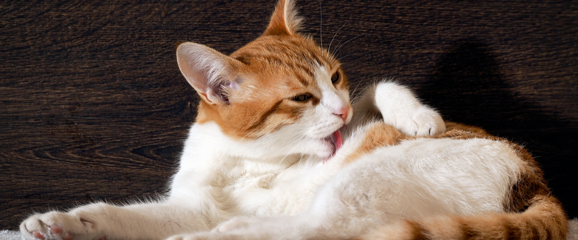Will Cats Lick Poop Off Themselves? Exploring Feline Grooming Habits