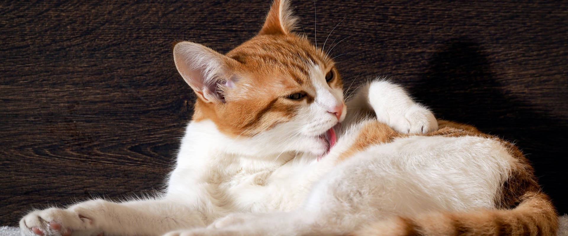Why Do Cats Lick Themselves? | Trustedhousesitters.Com