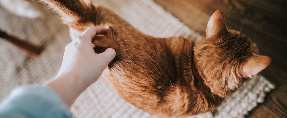 A person petting a ginger cat