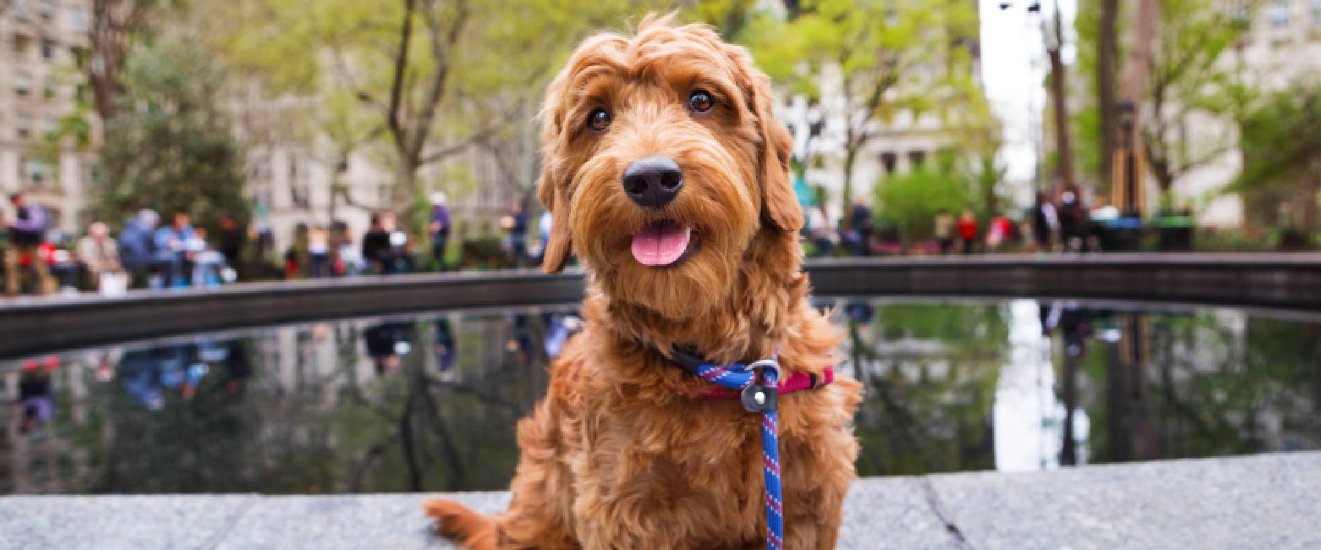 Miniature Golden doodle puppy sitting in the park