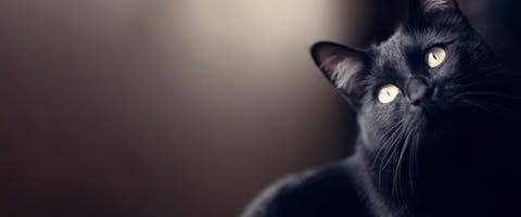 A mystical black cat