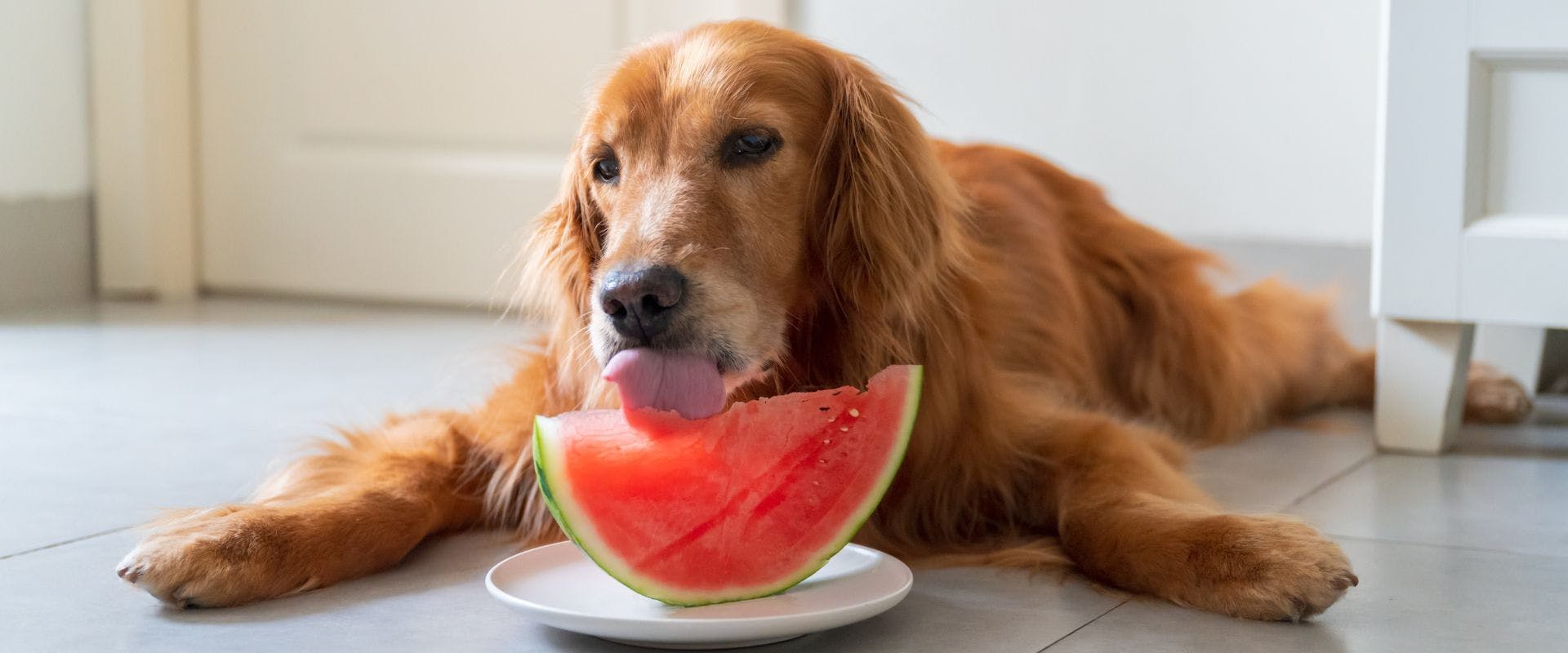 Brown dog eating watermelon