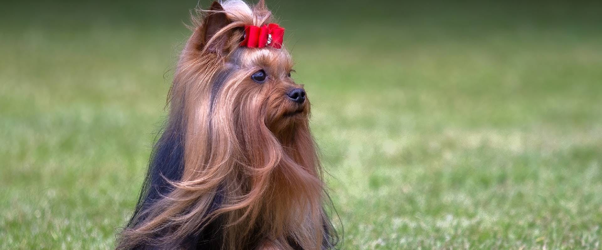 long-haired Yorkie