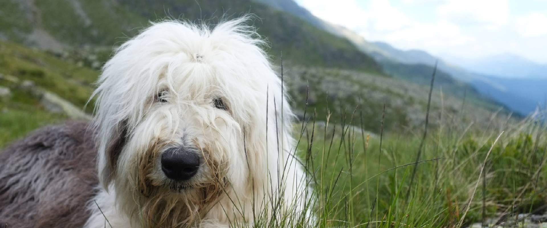 Close-up of an Old English Sheepdog sitting on a mountain