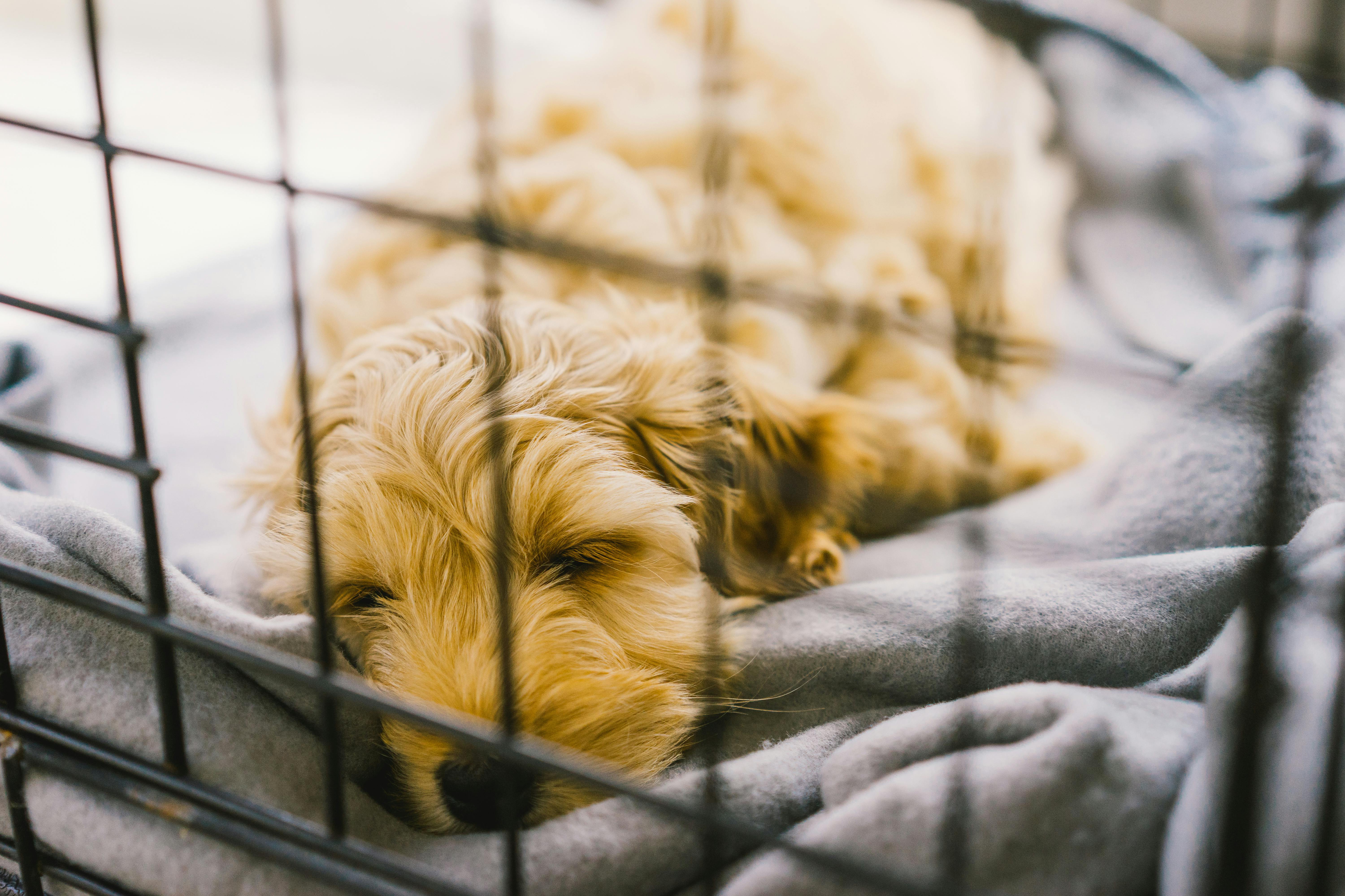 how big should a dog crate be for sleeping