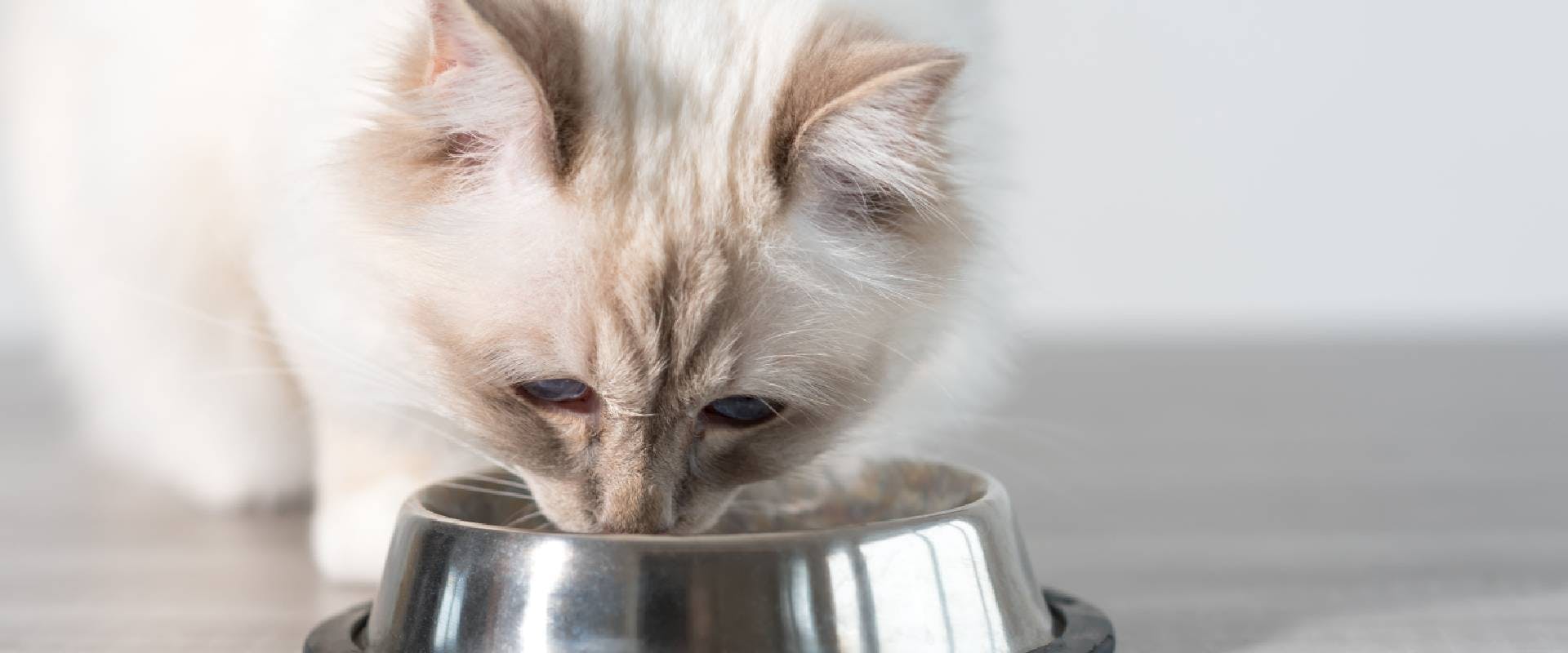 White cat eating from a metal bowl