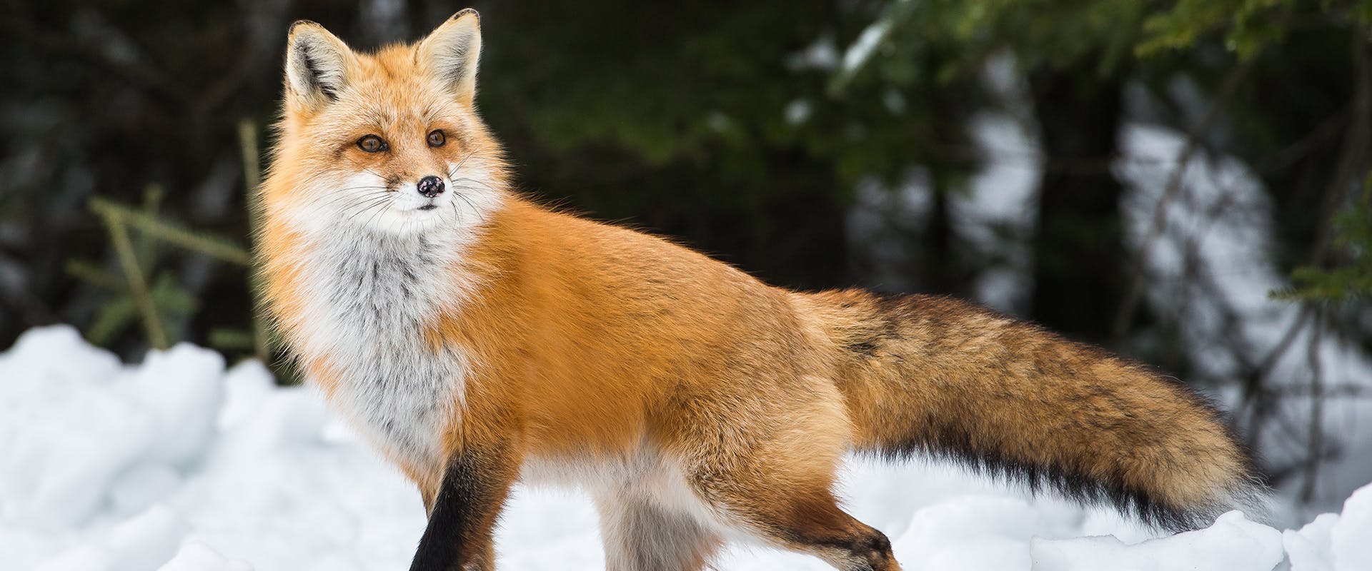 A fox walking through the snow