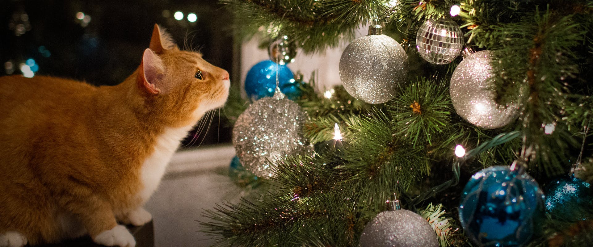 a ginger cat sat next to a christmas tree looking up at the ball balls