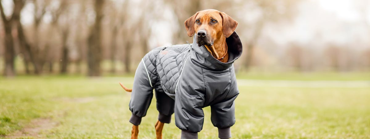A dog standing in a field, wearing a bright yellow waterproof dog jacket
