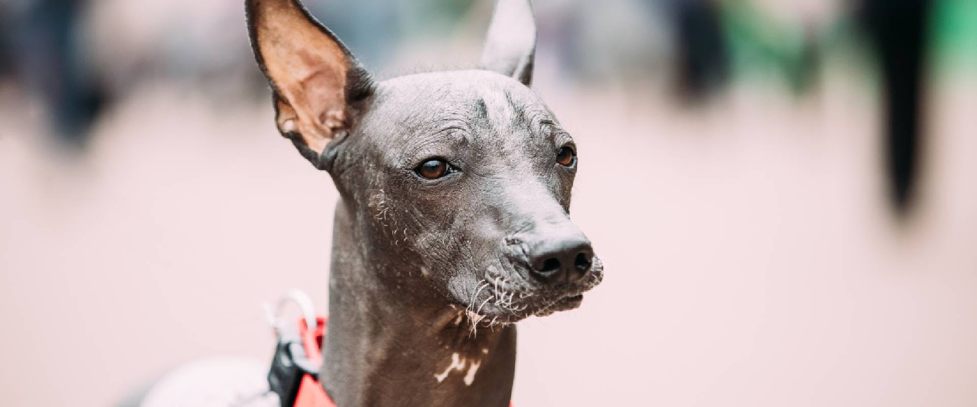 Xoloitzcuintli dog, close-up