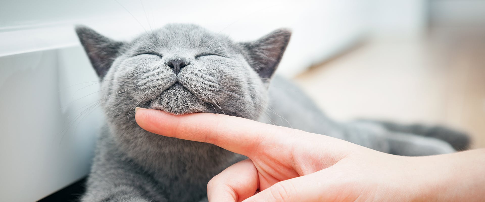 A hand scratching the chin of a fluffy grey cat
