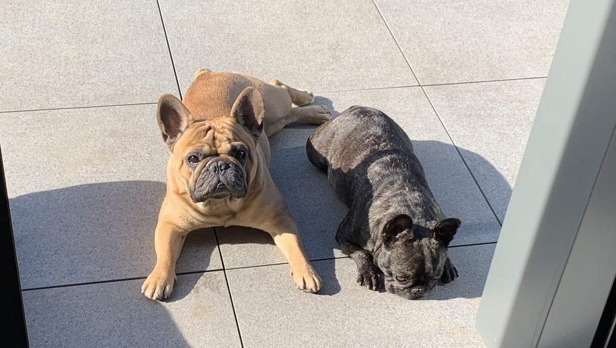 Two french bulldogs outside front door