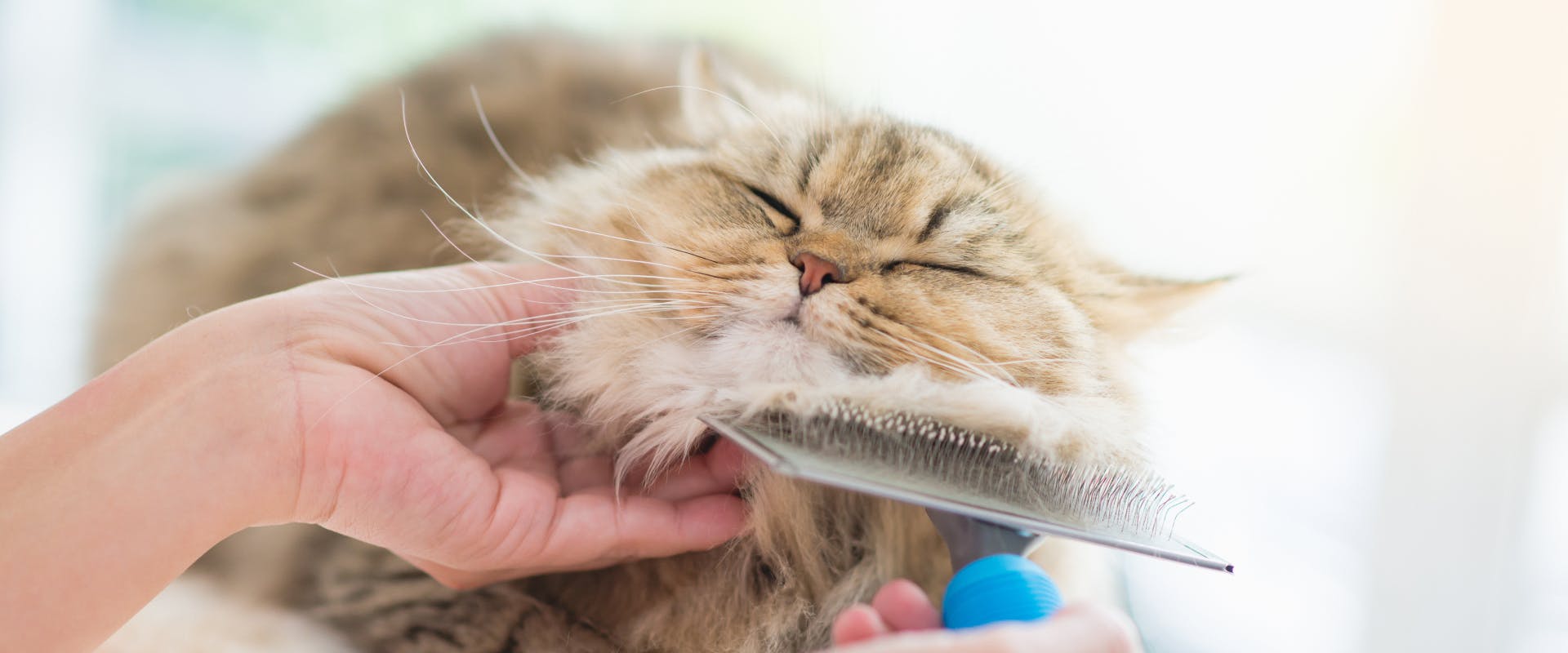 long haired cat being brushed with a cat groomer under its chin