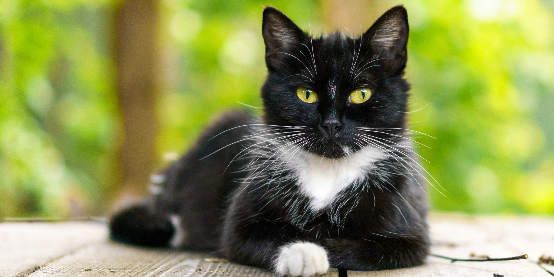 A black and white cat on a wooden table top.