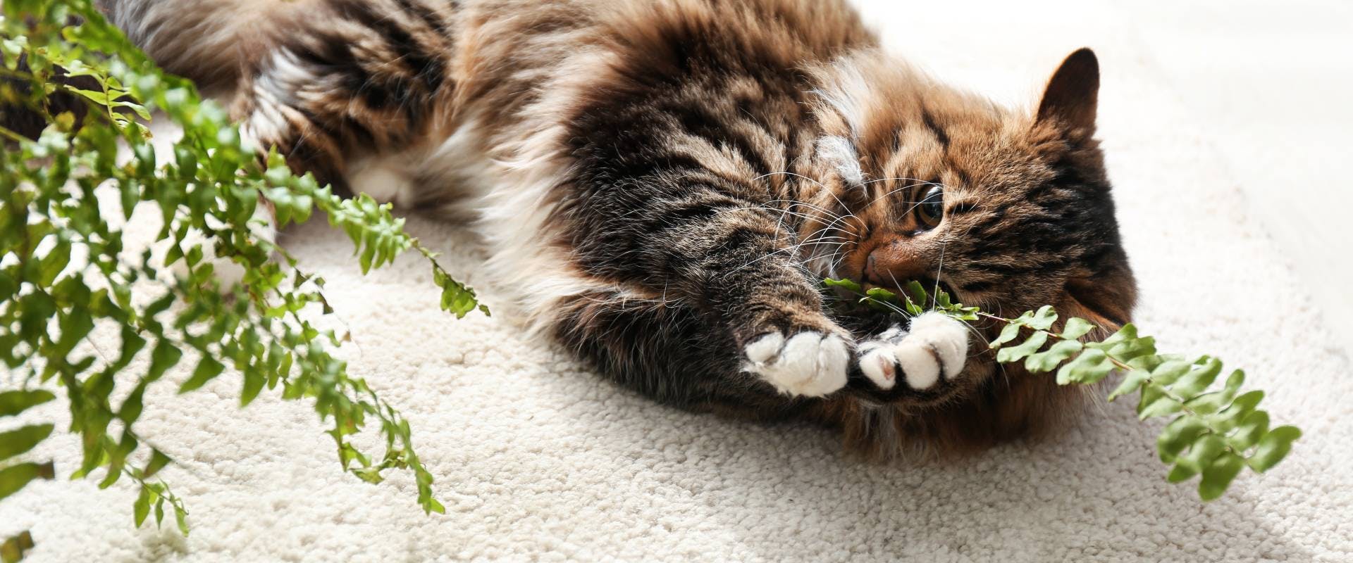 A cat playing with a fern.