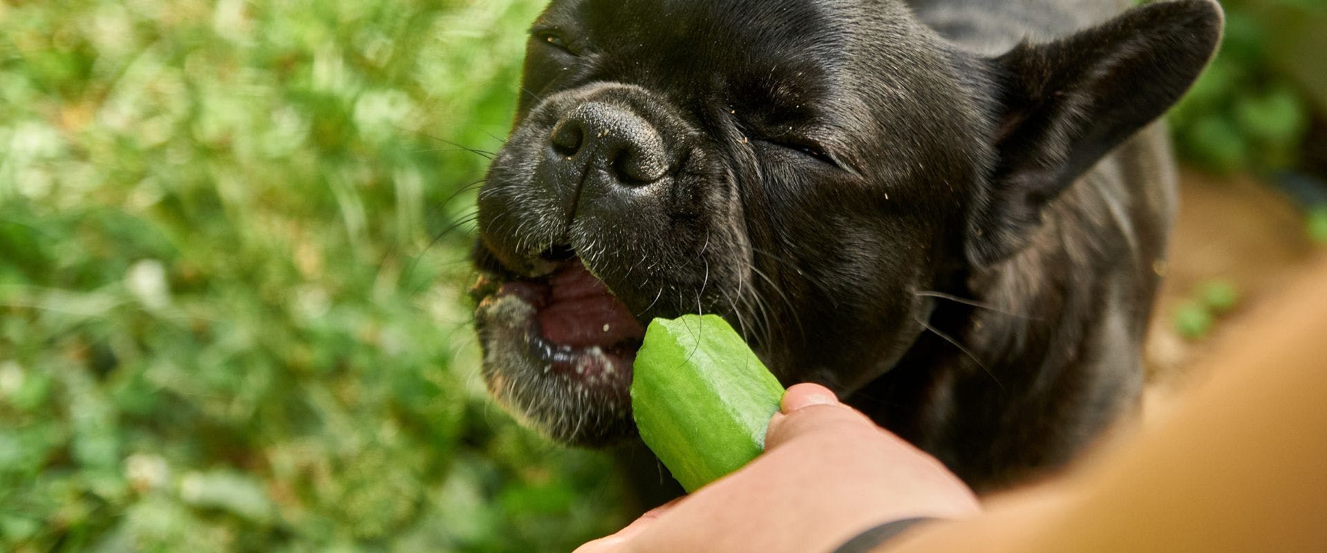French Bulldog eating cucumber
