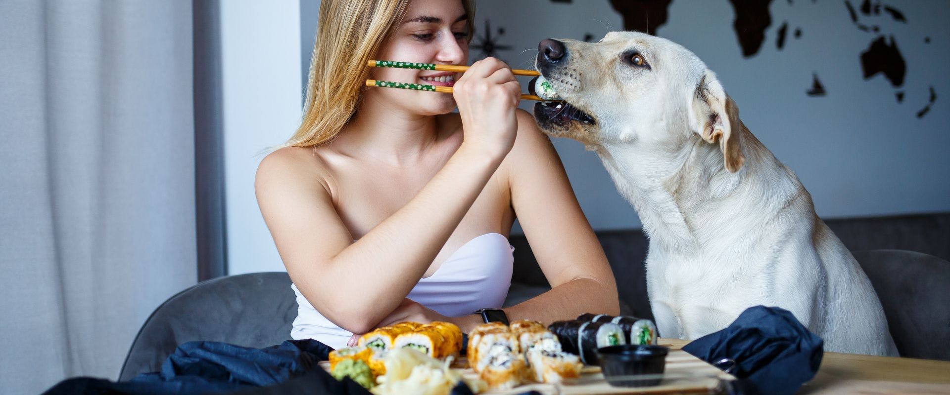 Labrador dog eating sushi