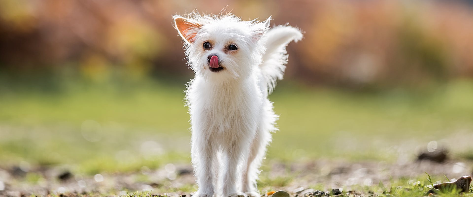 A small white Chorkie dog