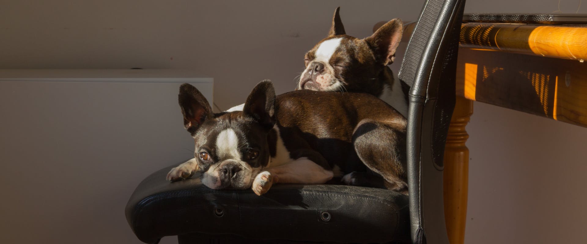 two french bulldog puppies sitting on an office chair in the sun