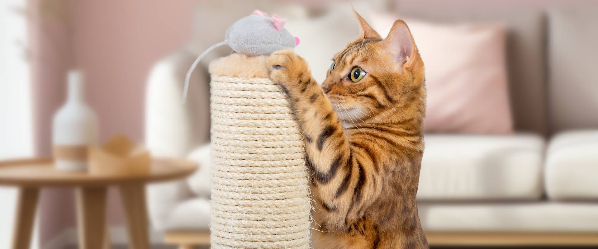 a house cat using a scratching post with a toy mouse on top of it